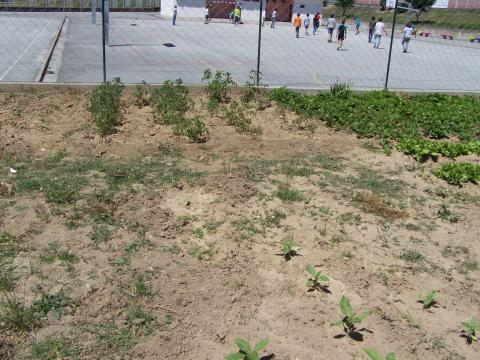 Girassóis, morangueiros, alfaces e tomateiros na horta da escola.